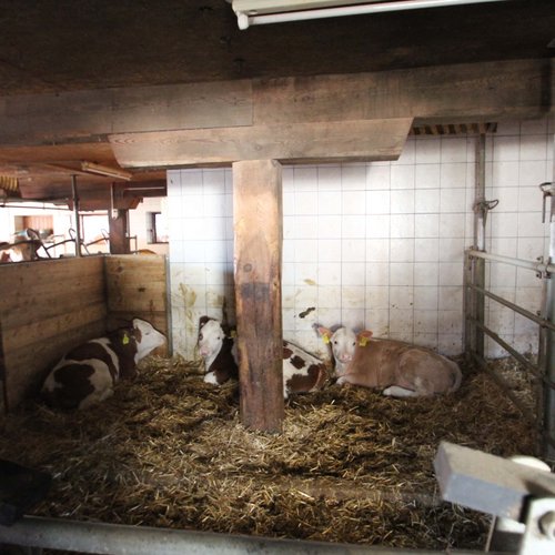 Bauernhof in Obertilliach meets Käserei Bauernhof in Obertilliach meets Käserei