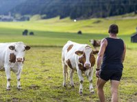 Cheese dairy meets farm in Obertilliach Cheese dairy meets farm in Obertilliach