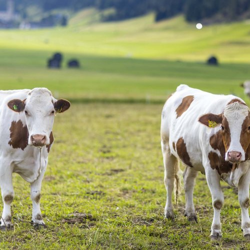 Cheese dairy meets farm in Obertilliach Cheese dairy meets farm in Obertilliach